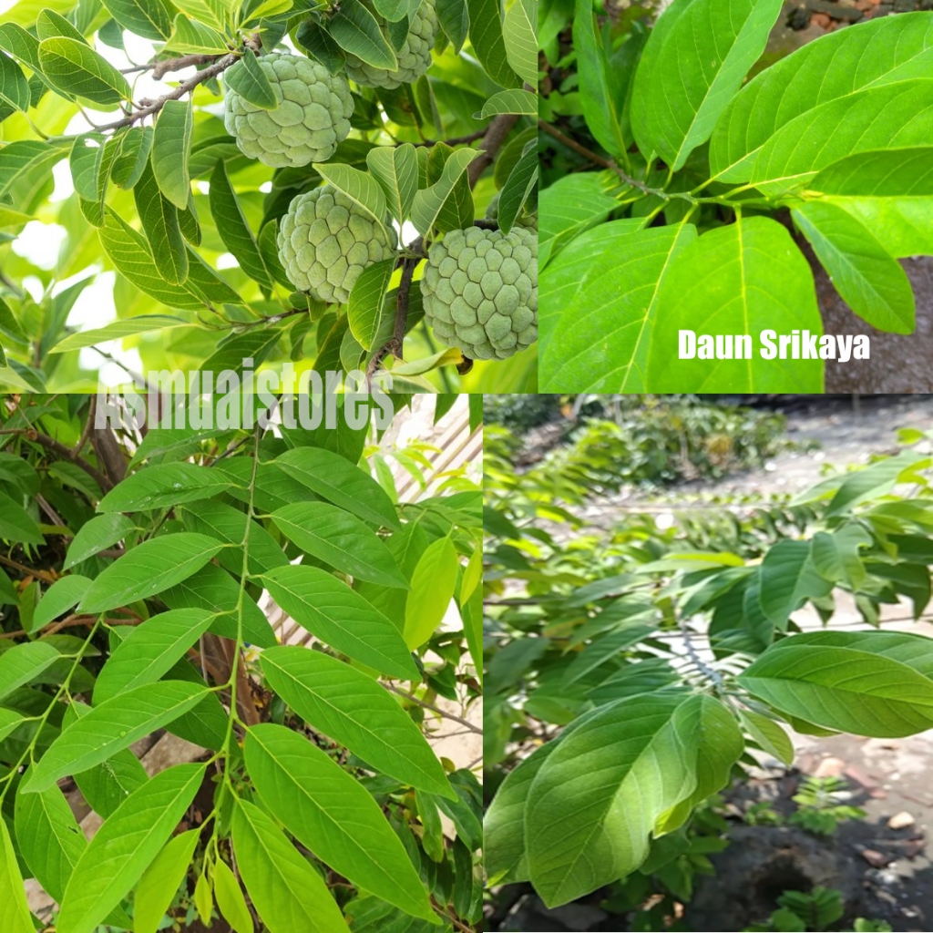 

Daun Srikaya SEGAR Annona squamosa per lembar baru petik fresh daun herbal srikaya