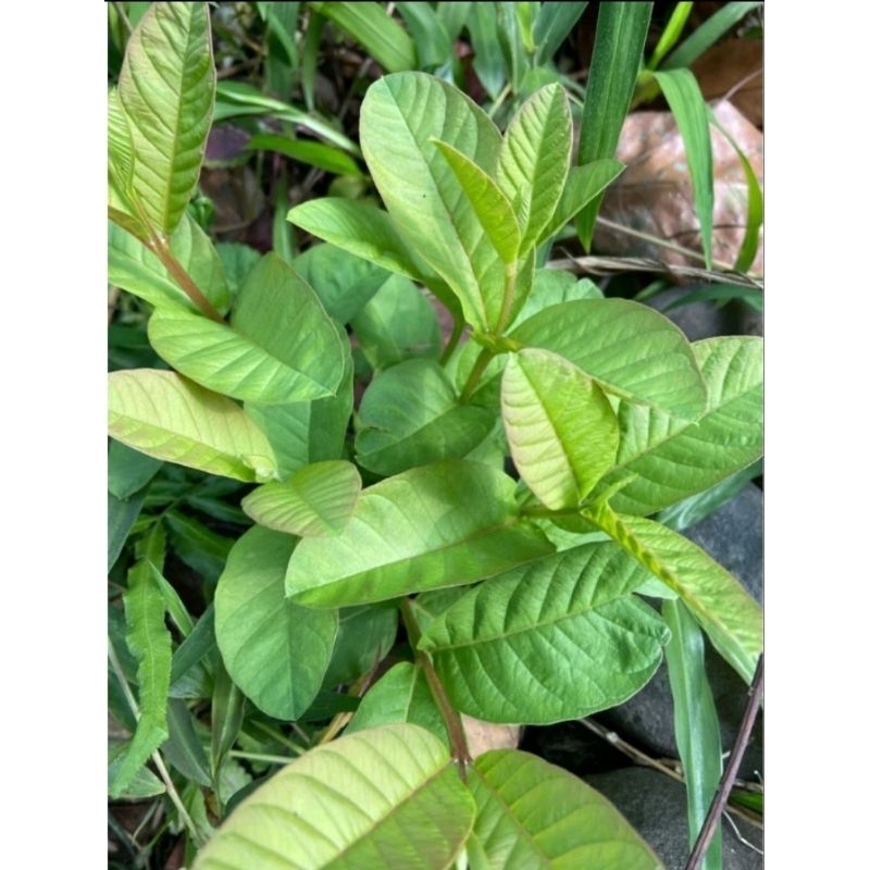 

jual pucuk daun jambu biji isi 500 gram