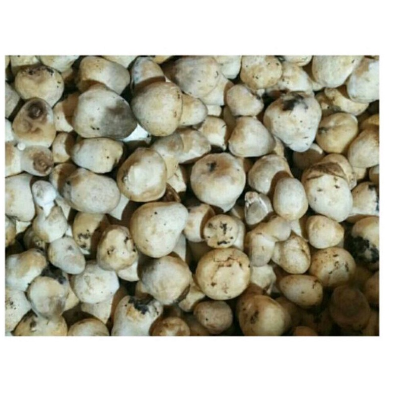 

Promosi Spesial Jamur Merang 1 kg