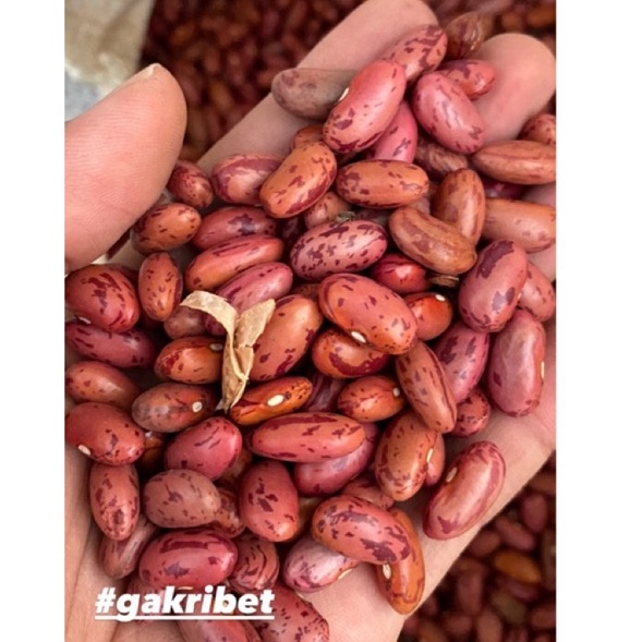 

New Stock Kacang Merah Brenebon Kacang Es