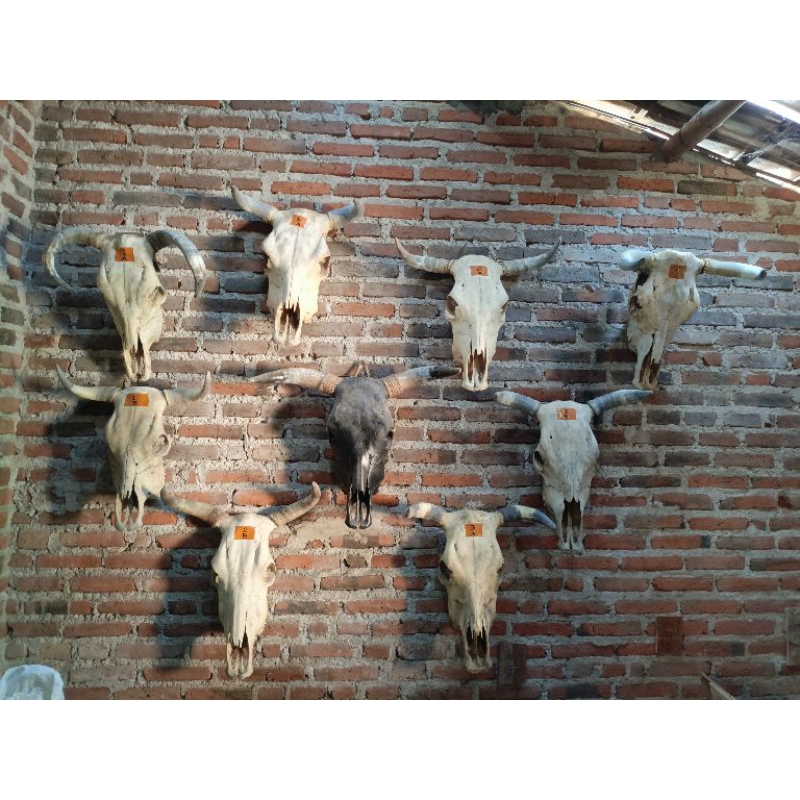 tengkorak kepala dan tanduk sapi asli untuk hiasan dinding