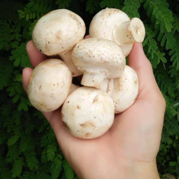 

Harga Bagus Jamur Kancing Champignon Mushrooms