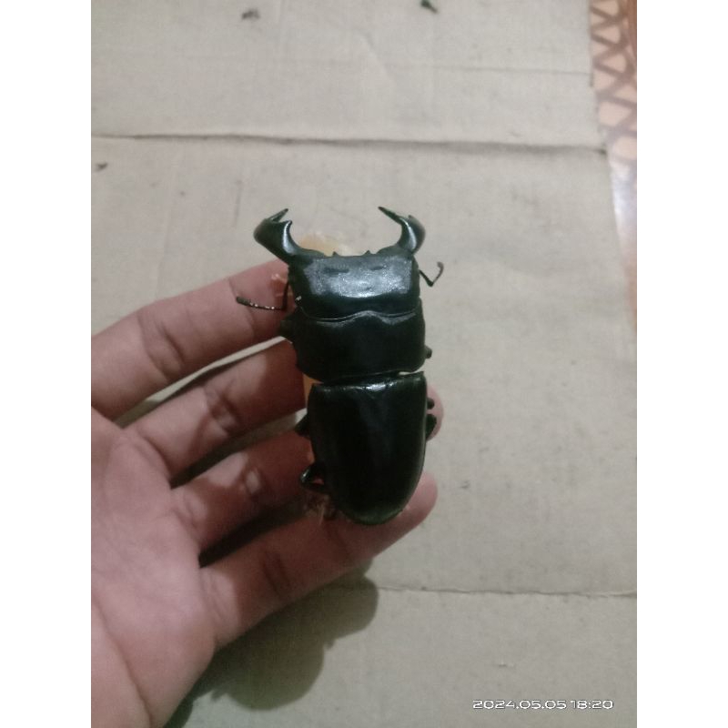kumbang capit hidup dorcus titanus