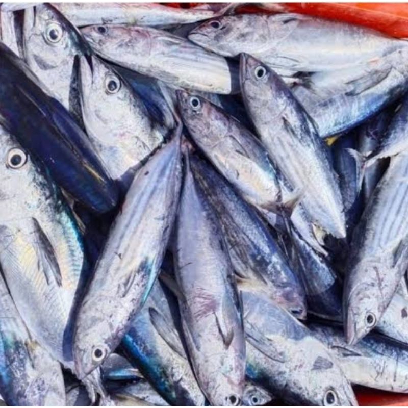 

ikan cakalang perpaket isi 2 atau lebih tergantung ukuran / pampang online