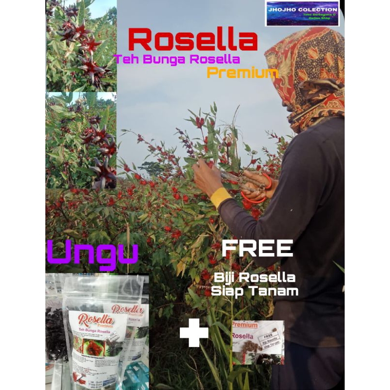 

TEH ROSELLA/TEH BUNGA ROSELLA/VARIAN UNGU/HIBICUS/ " FREE BIJI ROSELLA SIAP TANAM