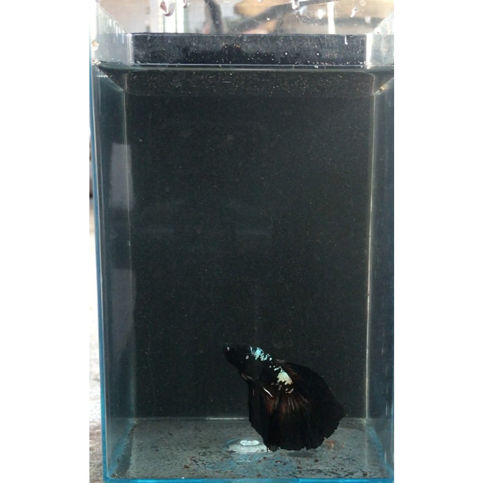 Ikan Cupang Halfmoon Avatar Cooper / Ikan Hias Air Tawar / Ikan Aquascape