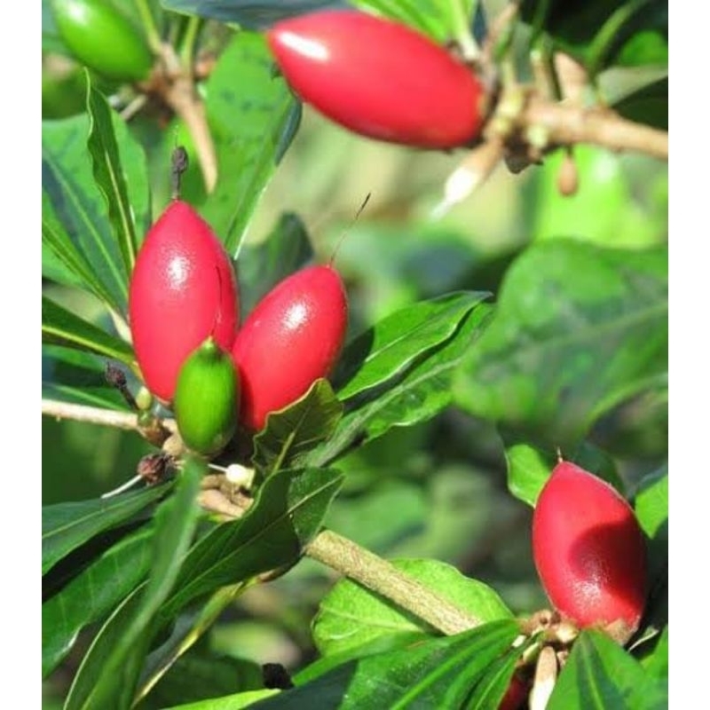 bibit buah ajaib/miracle fruit sudah berbunga lebat