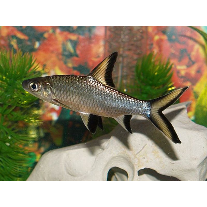 

Ikan Balashark