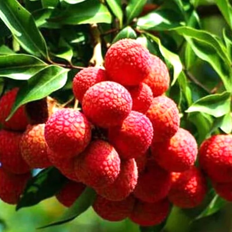 BIBIT BUAH LECI SUPER SIAP BERBUAH