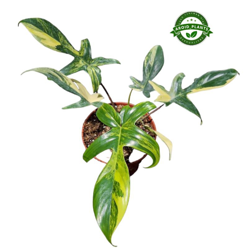Tanaman Hias Philodendron Florida Beauty Variegata - Philodendron Florida Beauty Varigata