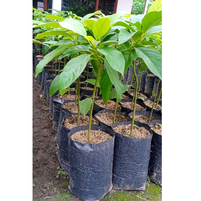 BIBIT ALPUKAT ALIGATOR MIKI MARKUS