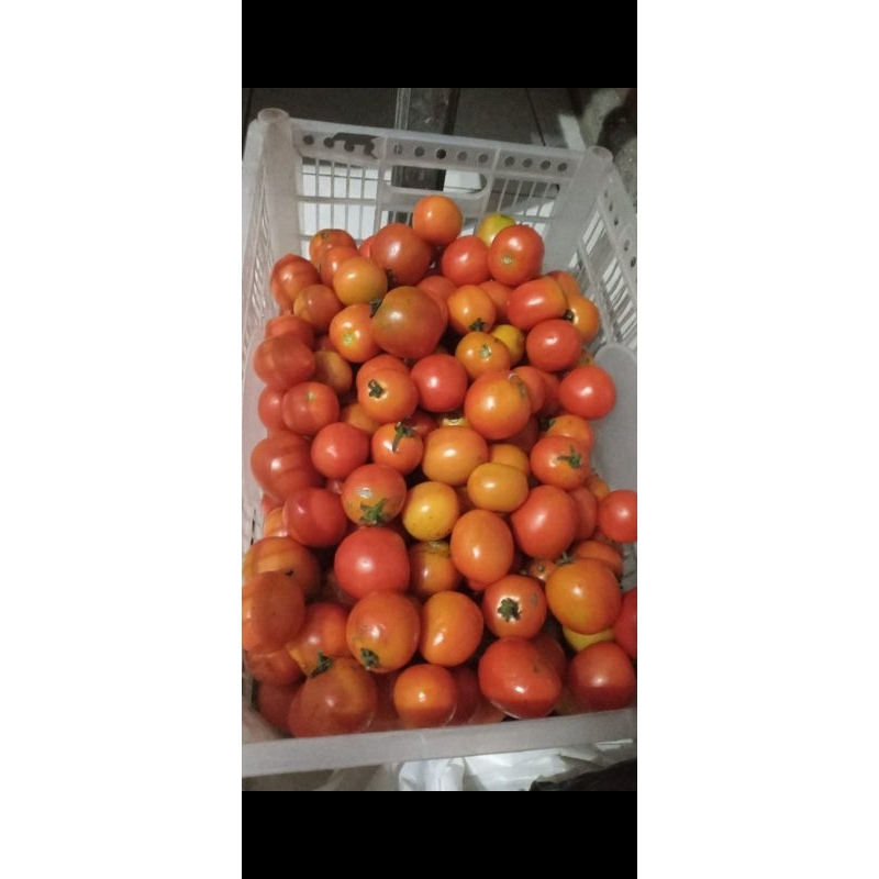 

Tomat 1kg