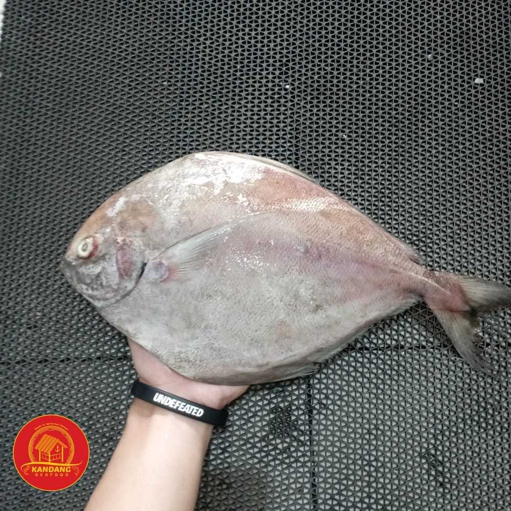 

Ikan Bawal Hitam Segar Fresh 1Kg