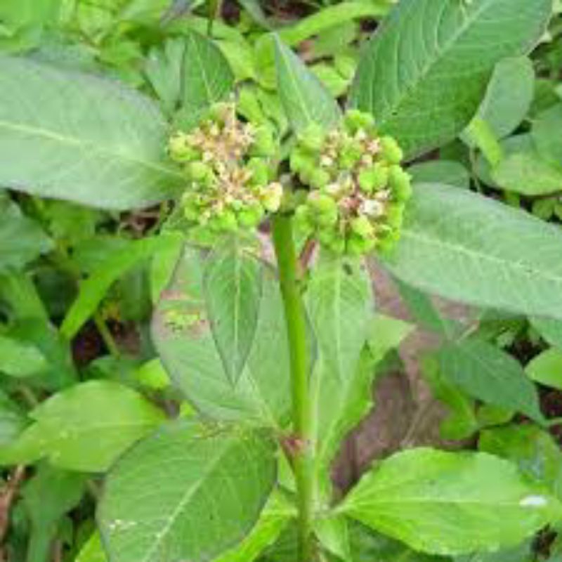 

daun Sena asli pres 500grm