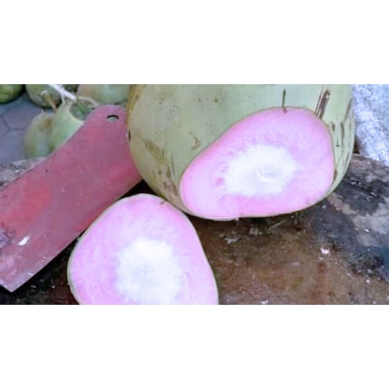 

kelapa ijo/kelapa wulung buat obat