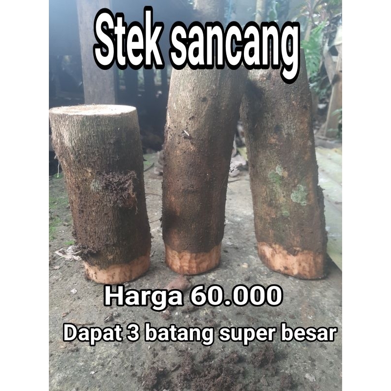 stek sancang ukuran besar monster diameter 25cm+ bahan bonsai sancang bibit jumbo