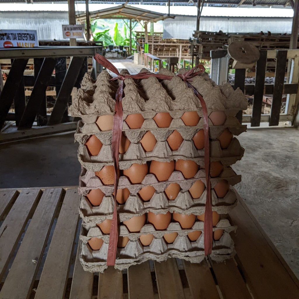 

Telur Ayam Ras 1 Rak Soppeng