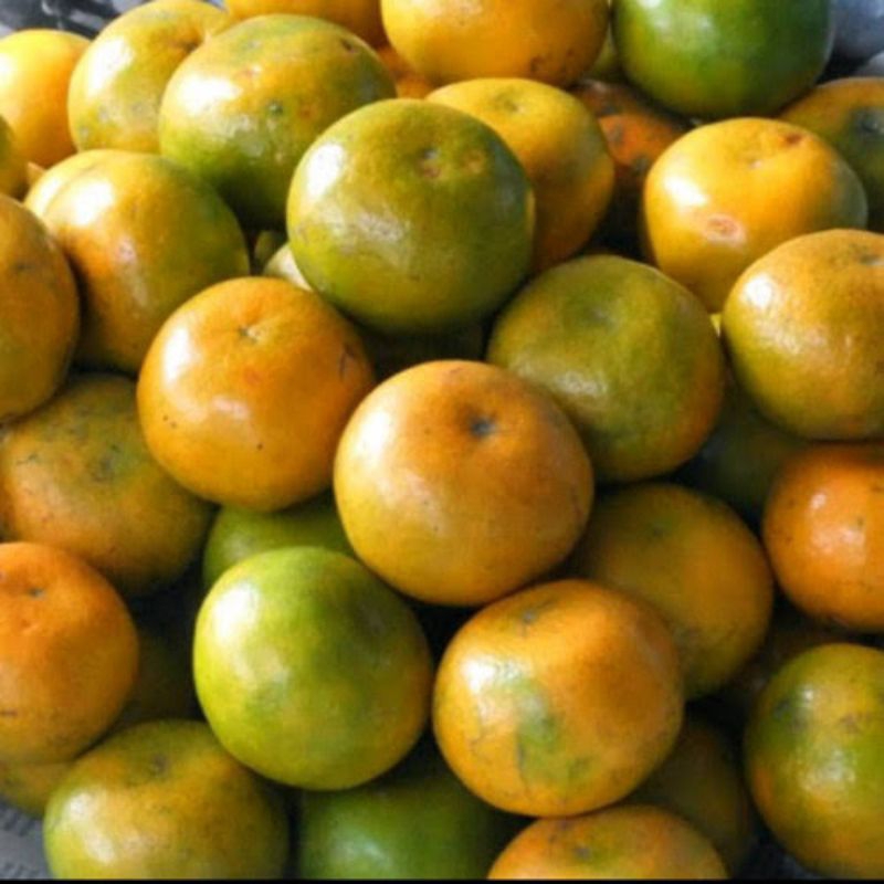 

jeruk ponti segar manis 1kg