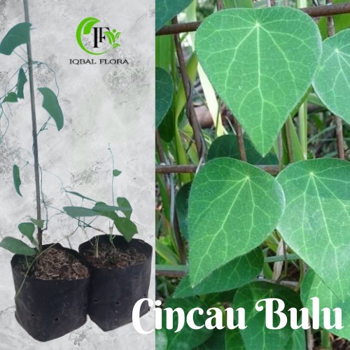 Bibit Cincau Bulu Tanaman Cincau Bulu