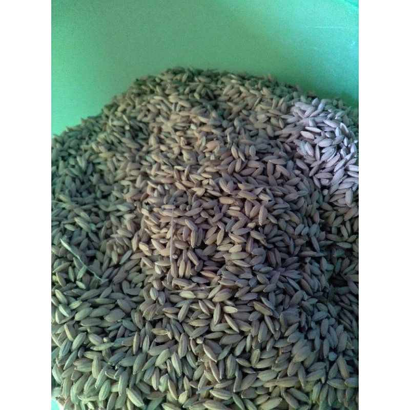 Gabah Beras Muncul Untuk Pakan Ayam Jago