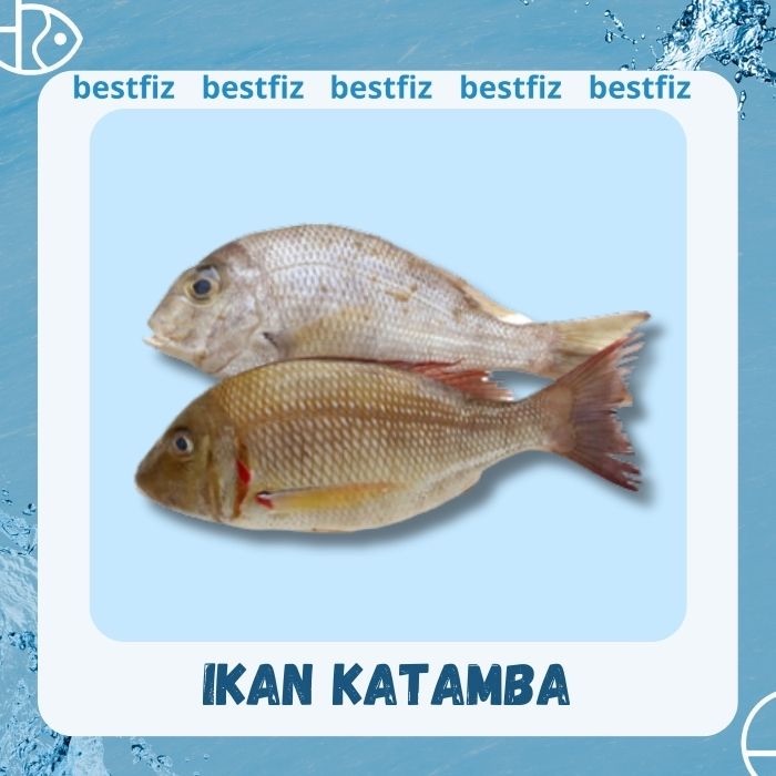 

Ikan Katamba
