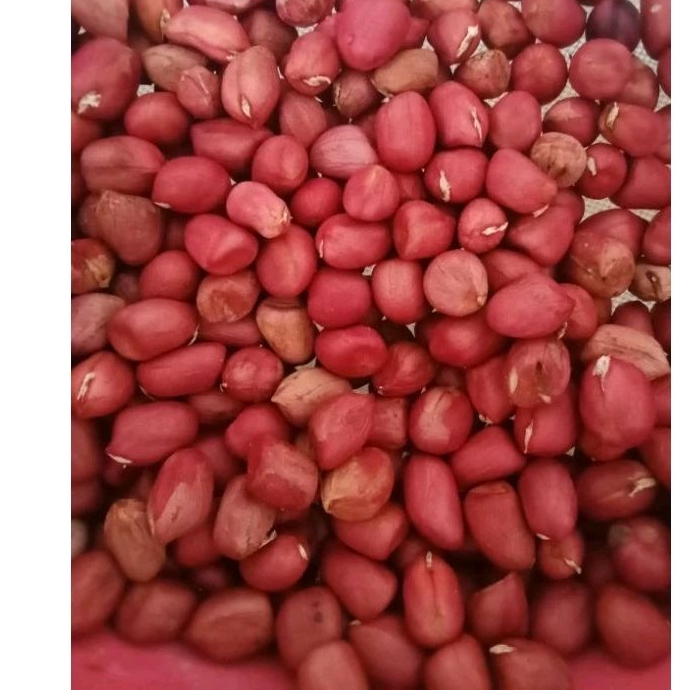 bibit kacang tanah merah 1 ons. kacang tanah merah