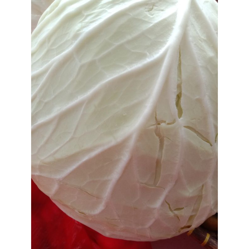 

Kol putih Gajih /Kubis 1kepala