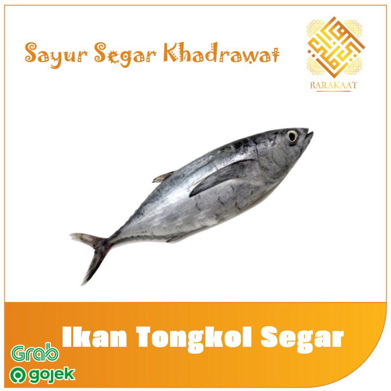 

Ikan Tongkol Segar 500 Gram