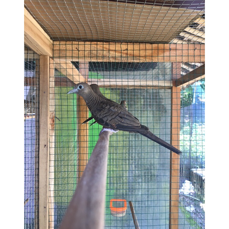 KODE O63D Burung perkutut cemani hitam jantan betina murah jateng bali lampung