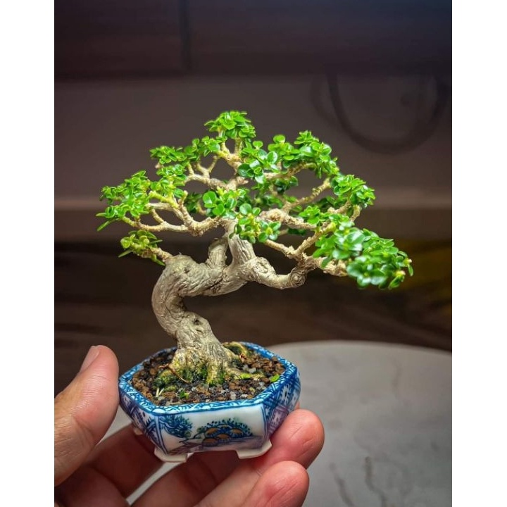 bonsai Sancang mini hidup
