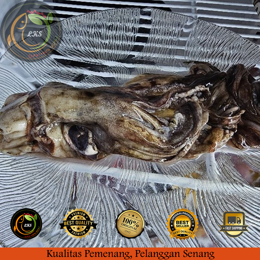 

Kepala Cumi Cumi Jumbo