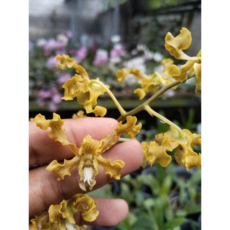 Anggrek DENDROBIUM DISCOLOR var seeto x DENDROBIUM DISCOLOR var broomfieldii