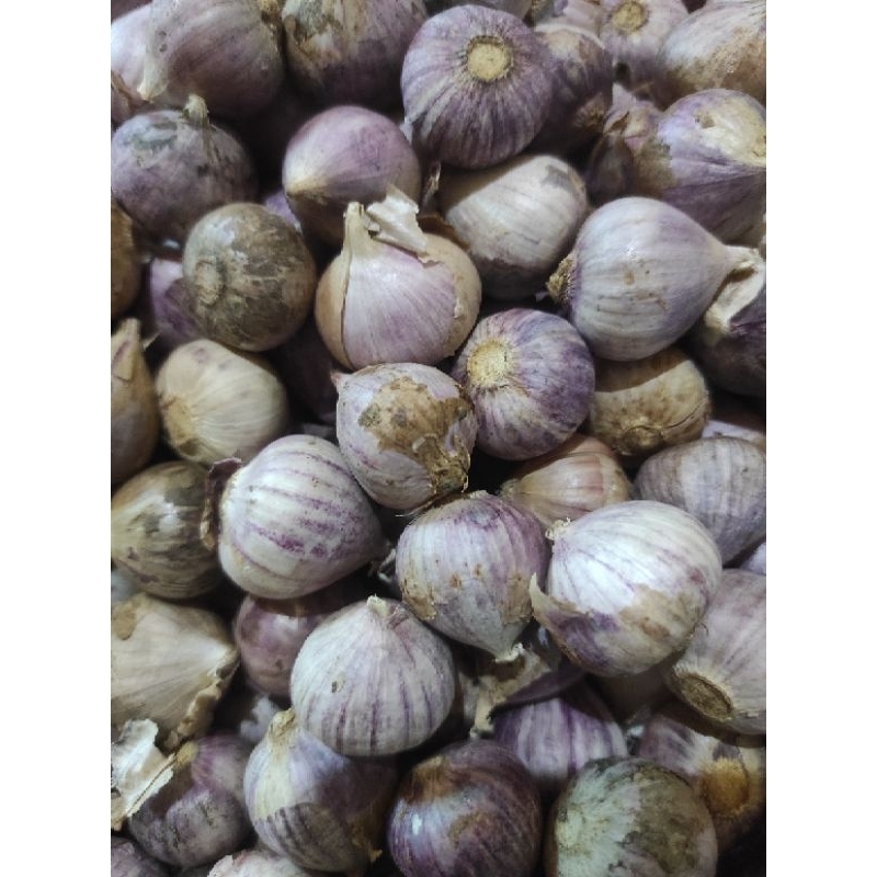 

Bawang tunggal 500 gram kualitas premium