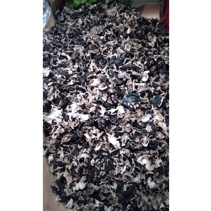 

Miliki sekarang jamur kuping kering 1kg bisa cod