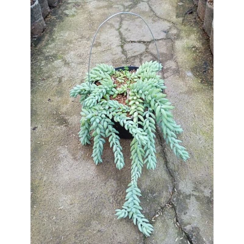 Tanaman hias gantung kaktus anggur / sukulen sedum donkey tail / tanaman air mata ibu