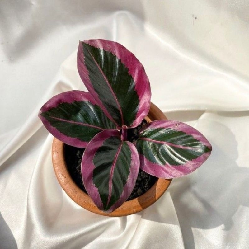 Tanaman Hias Calathea Cynthia Pink - Calathea Sintia Pink