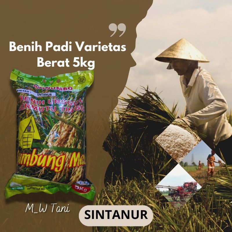 Benih Bibit Padi Varietas Sintanur ORIGINAL