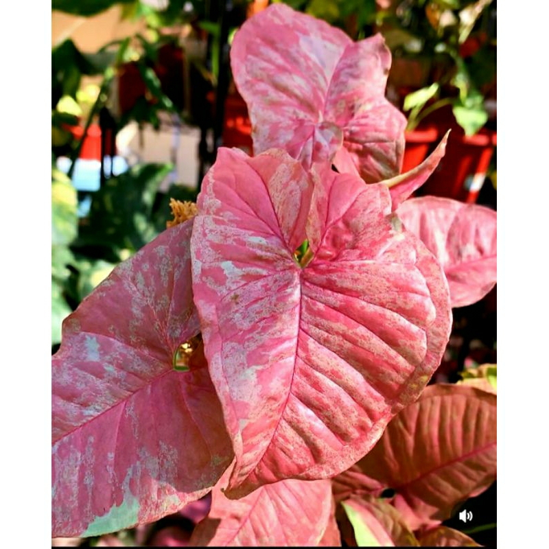 Syngonium Pink Candy
