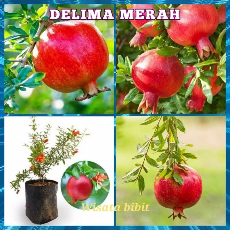 bibit DELIMA MERAH jumbo