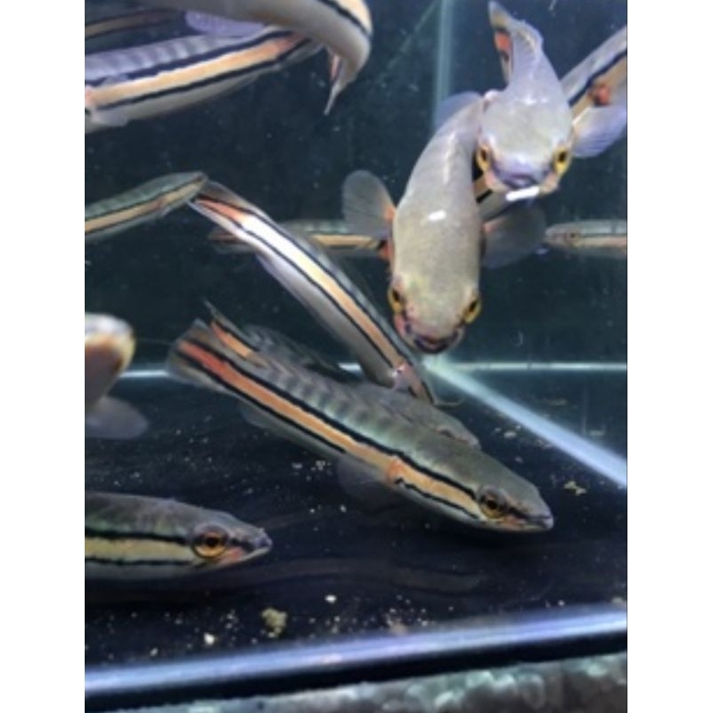 TOMAN ORI KALIMANTAN UK 15 CM SATU PASANG