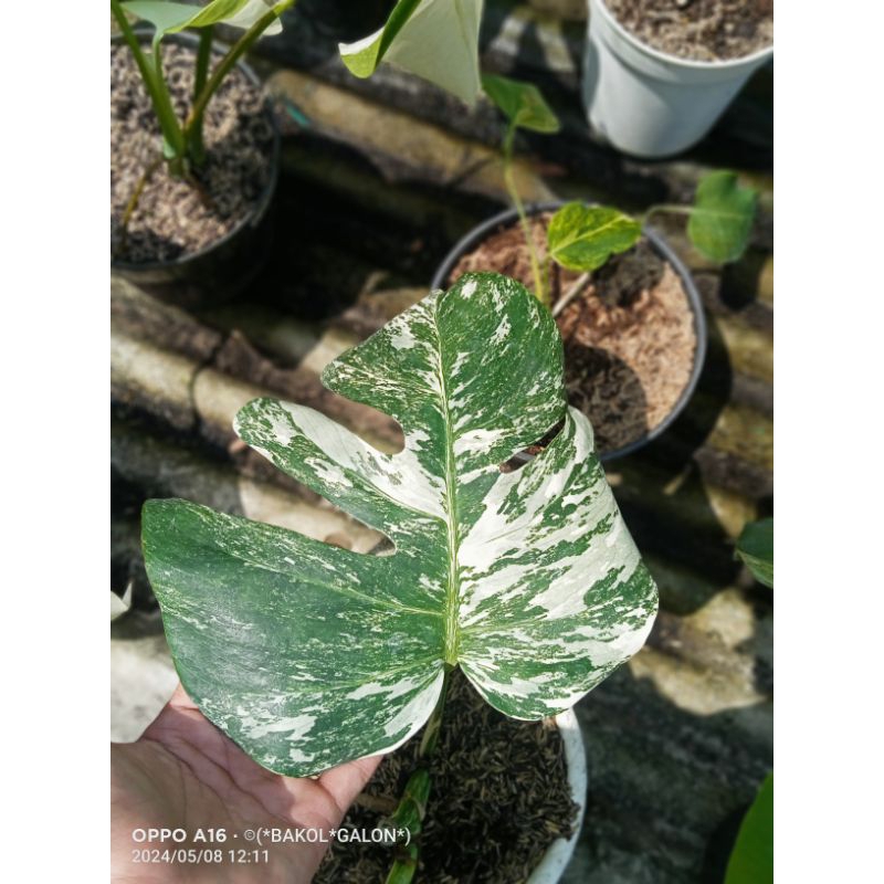 monstera varigata marbel 1 daun pancing
