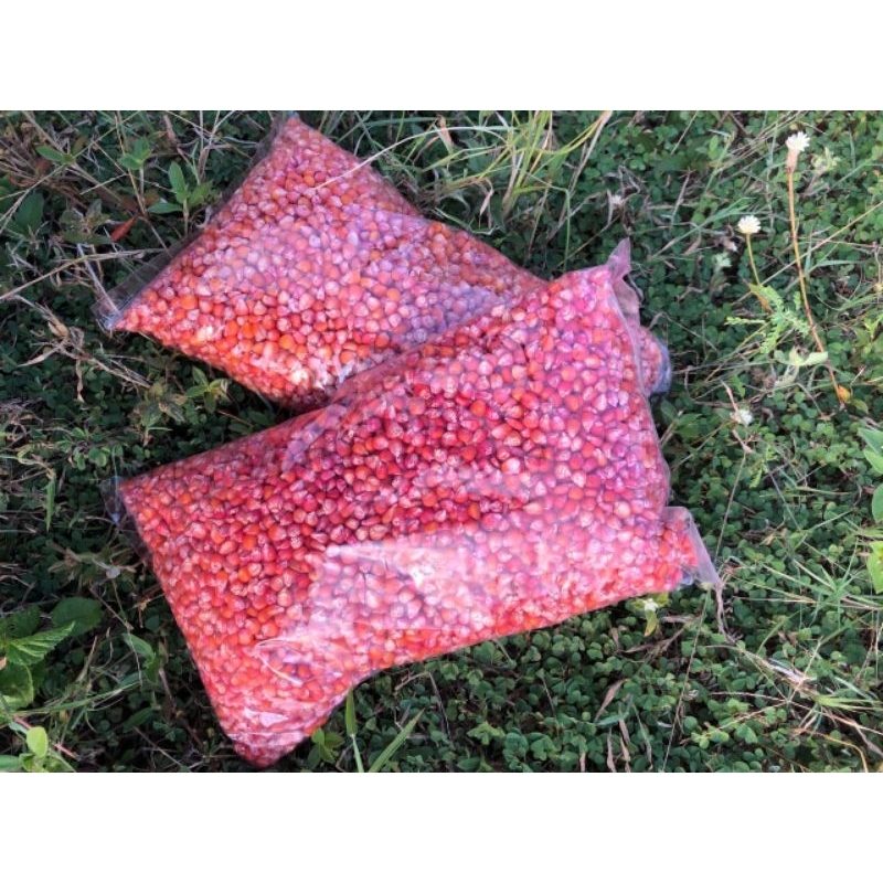 

Benih Jagung