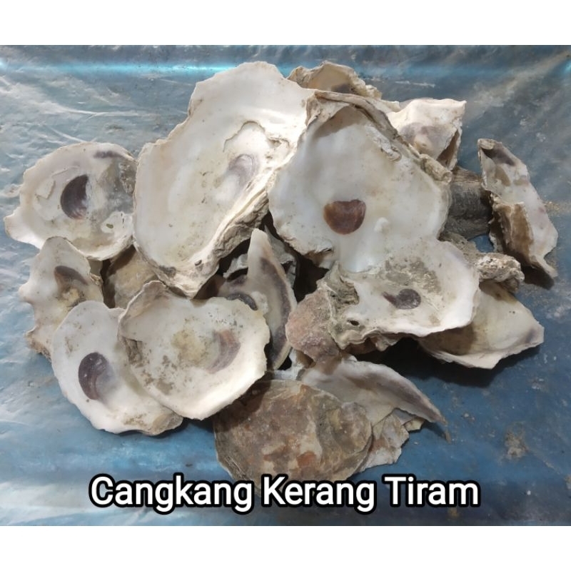 OYSTER // CANGKANG KERANG TIRAM // PENJERNIH AIR // FILTER AIR