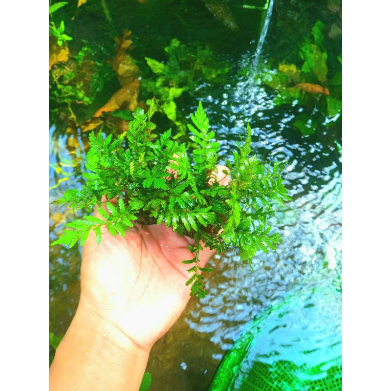 Tanaman Aquascape pakis Air media wabikusa