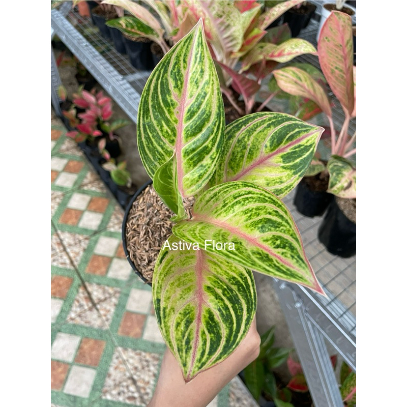 Aglonema Caribian