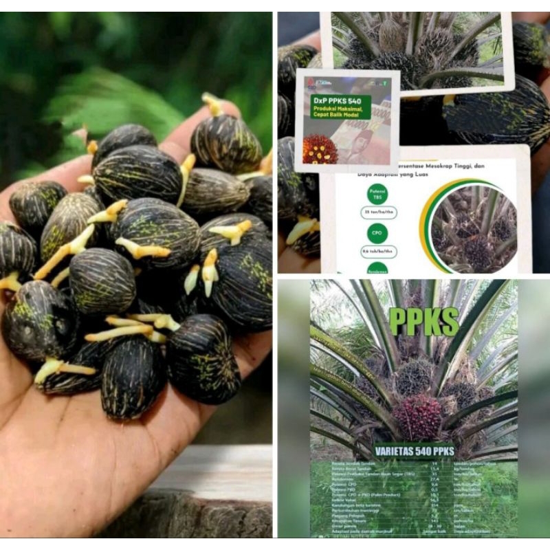 Bibit sawit Dxp ppks variantasi 540
