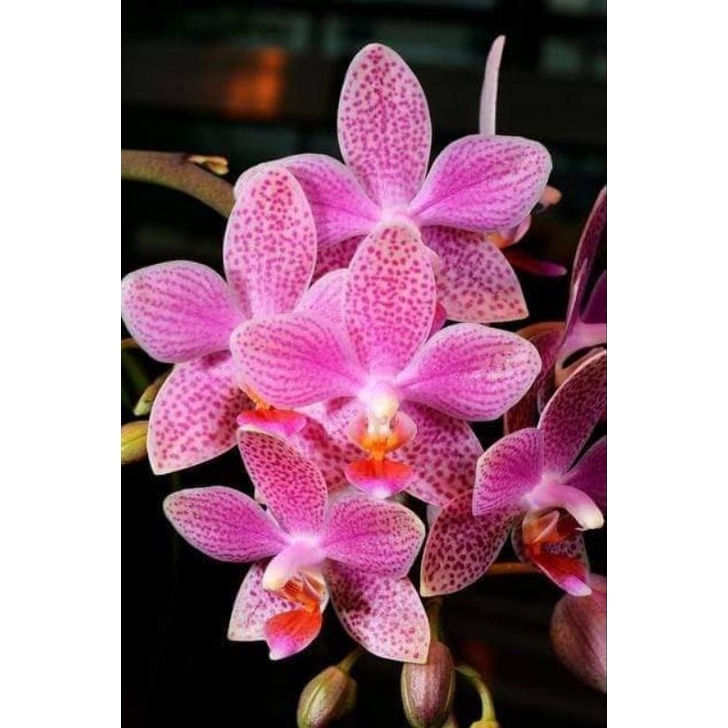 phalaenopsis Gigantea x Equetris