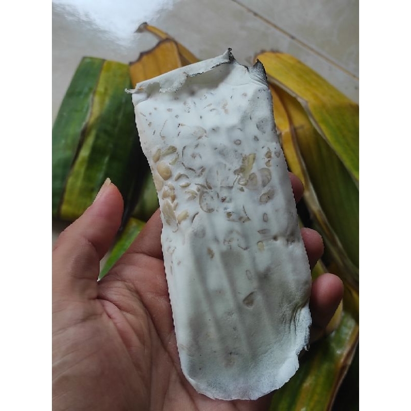 

tempe daun produksi sendiri lebik sehat tanpa pengawet