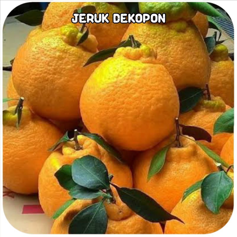 

Buah jeruk dekopon 1Kg manis segar tanpa biji/ Jeruk papagan dekopon import