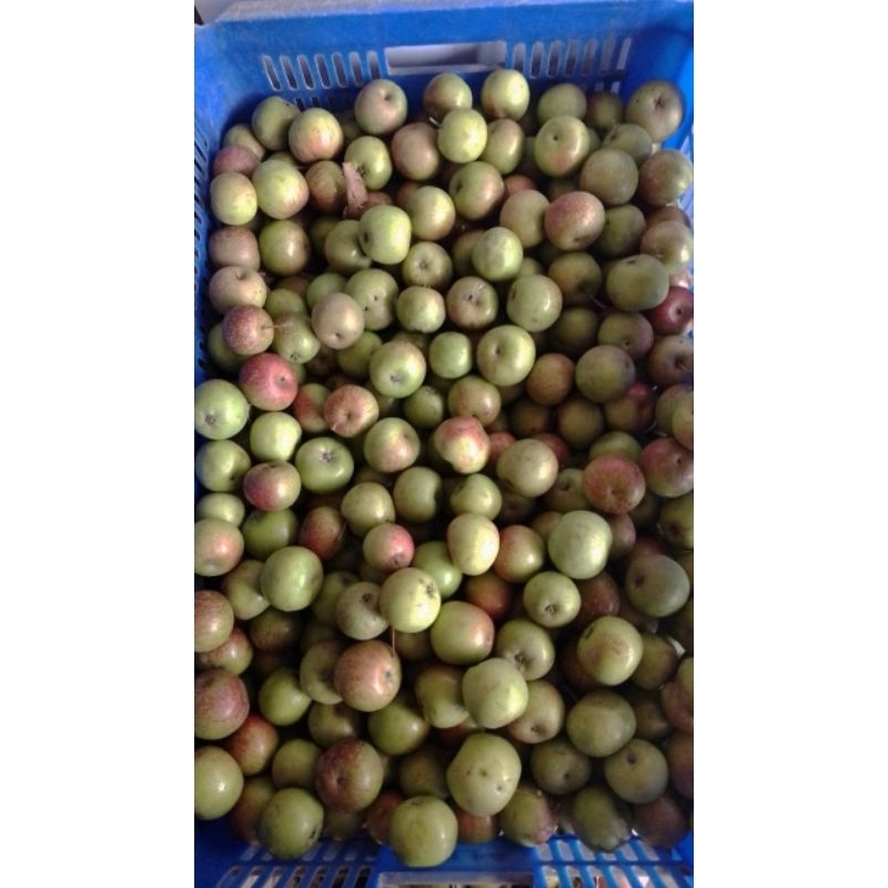 

Apel Romebeauty Mini 10kg